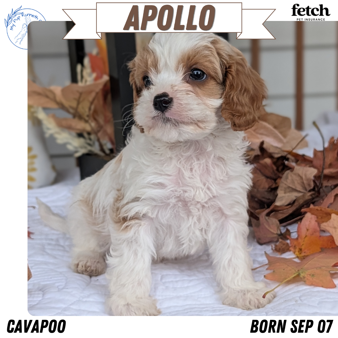 CAVAPOO (SEP 07) 4 MALES/2 FEMALES
