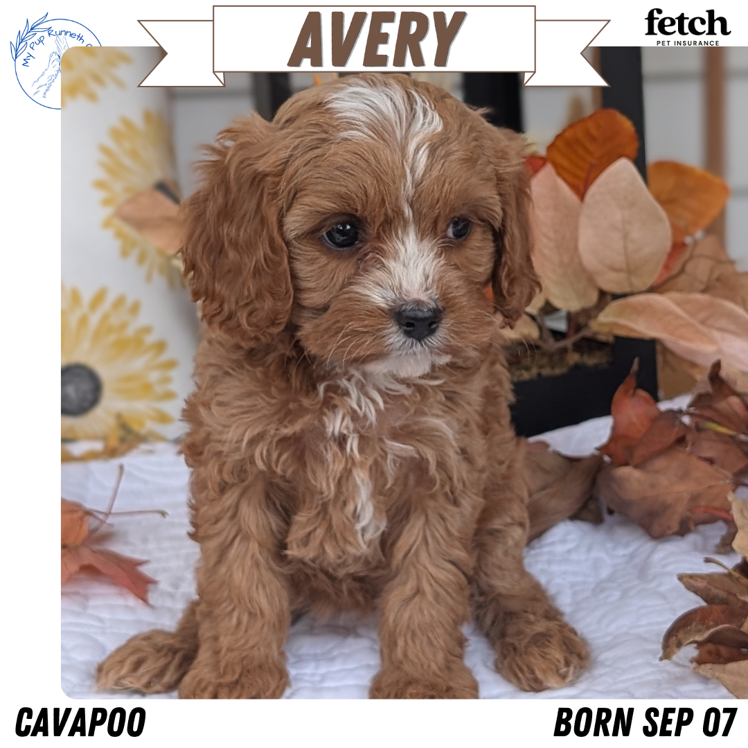 CAVAPOO (SEP 07) 4 MALES/2 FEMALES