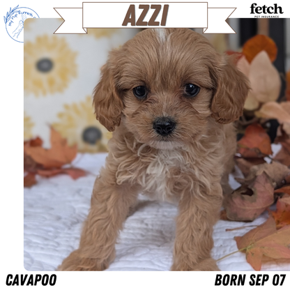 CAVAPOO (SEP 07) 4 MALES/2 FEMALES