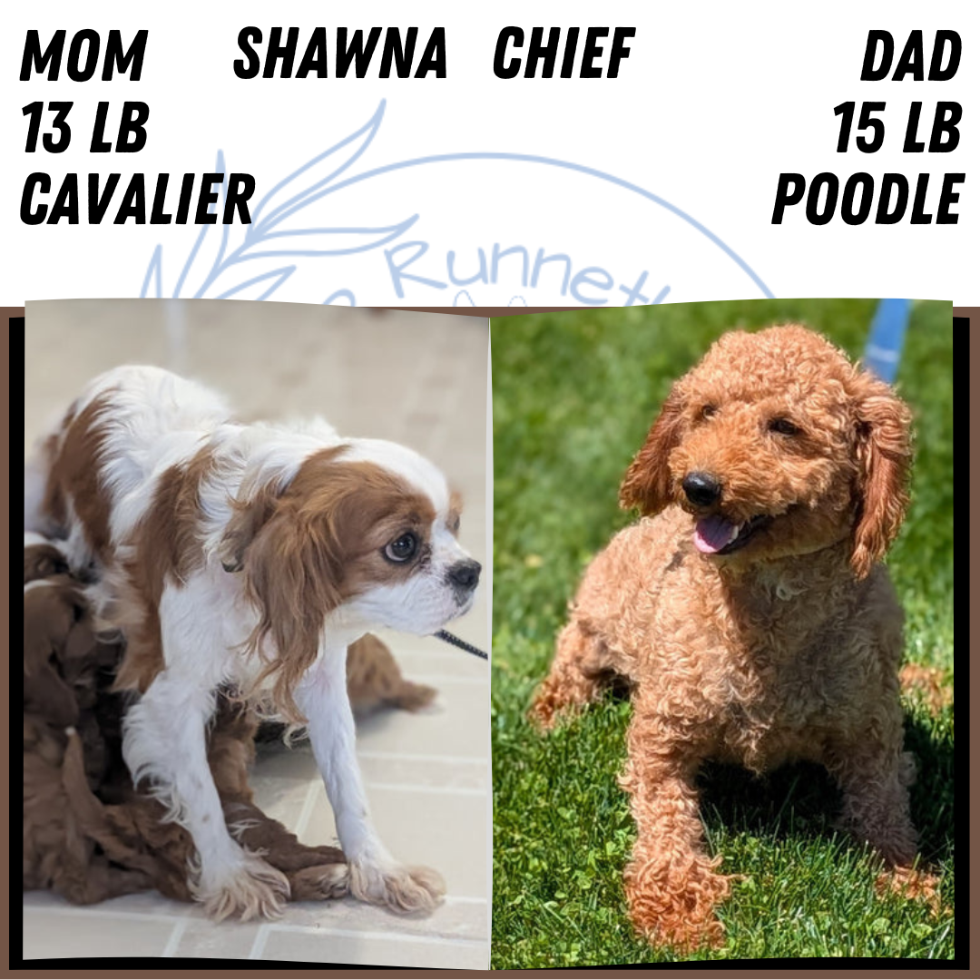 CAVAPOO (SEP 07) 4 MALES/2 FEMALES