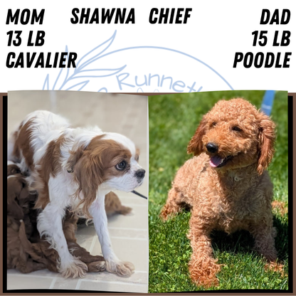CAVAPOO (SEP 07) 4 MALES/2 FEMALES