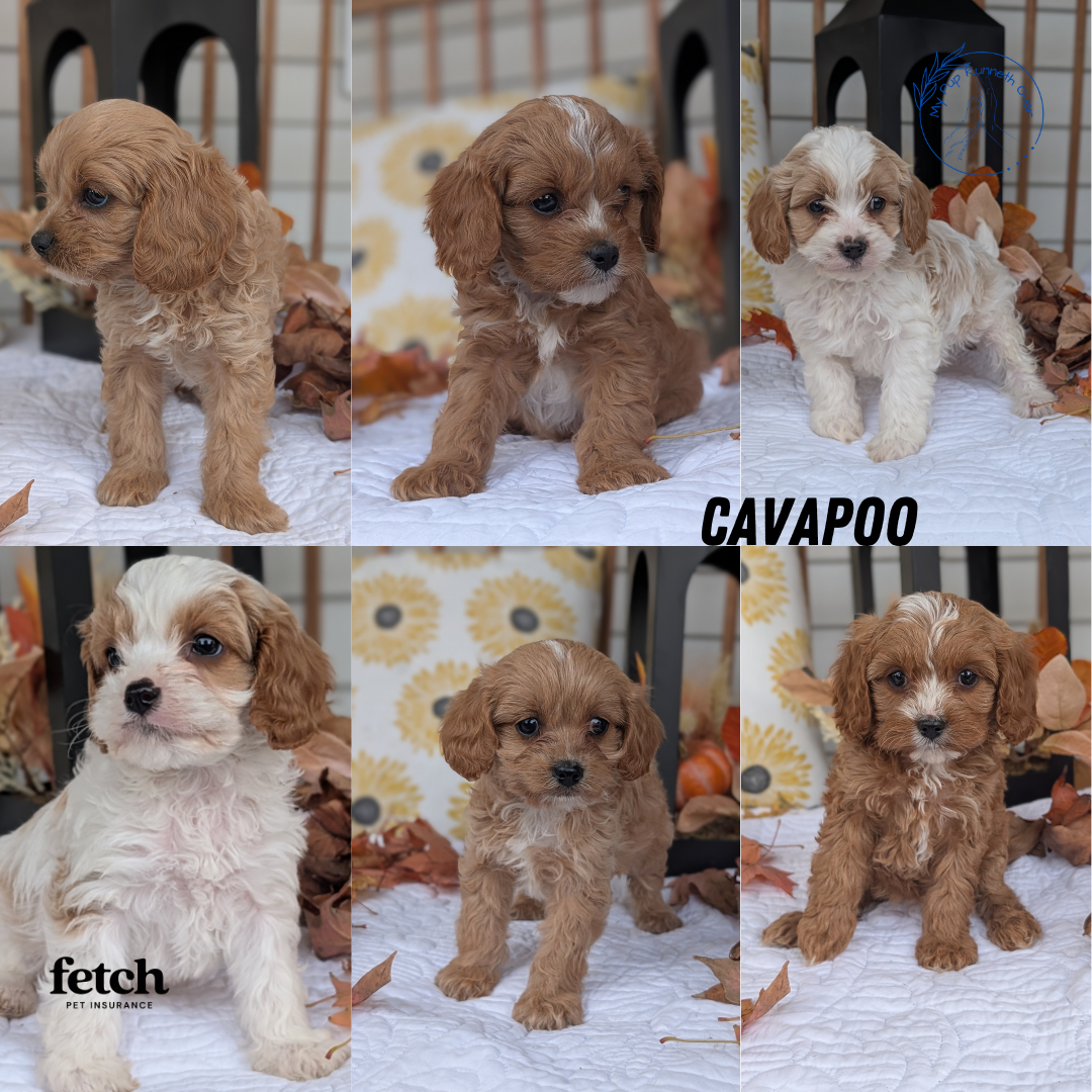CAVAPOO (SEP 07) 4 MALES/2 FEMALES