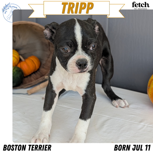 BOSTON TERRIER (JUL 11) 4 FEMALES/4 MALES