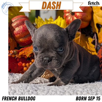 FRENCH BULLDOG (SEP 15) 3 MALES/3 FEMALES