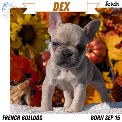 FRENCH BULLDOG (SEP 15) 3 MALES/3 FEMALES