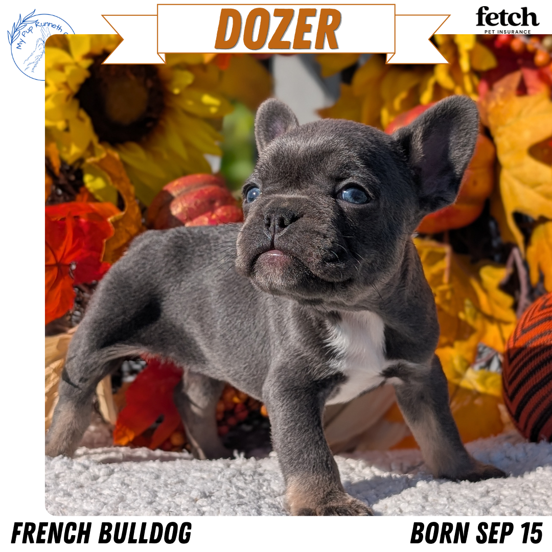 FRENCH BULLDOG (SEP 15) 3 MALES/3 FEMALES