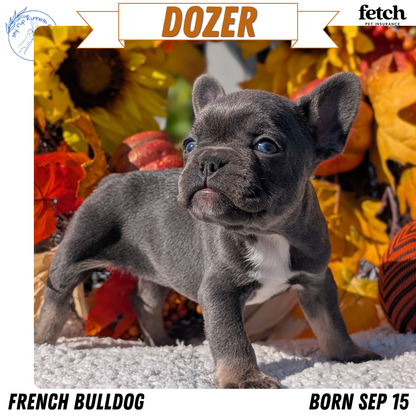 FRENCH BULLDOG (SEP 15) 3 MALES/3 FEMALES