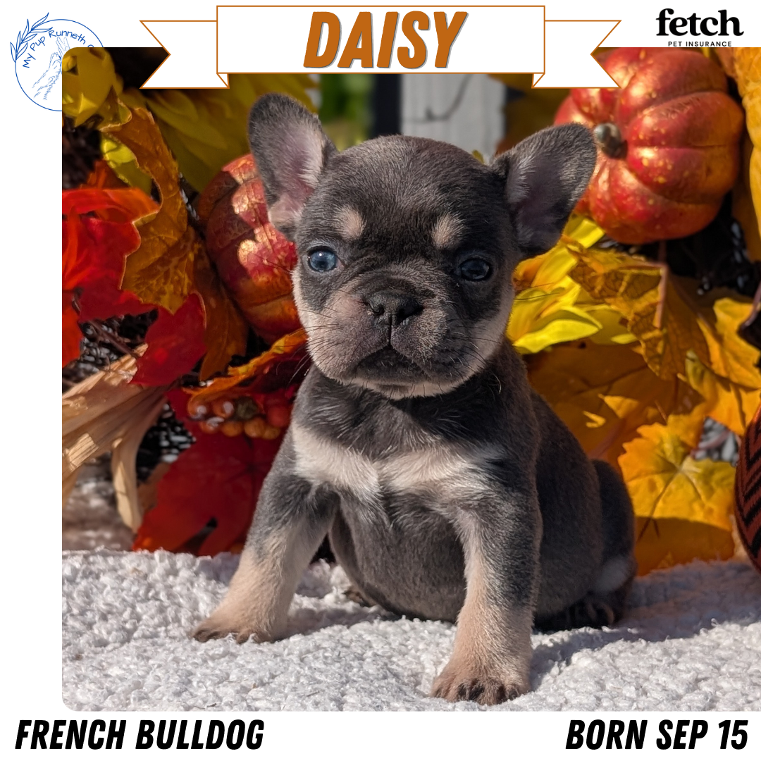 FRENCH BULLDOG (SEP 15) 3 MALES/3 FEMALES