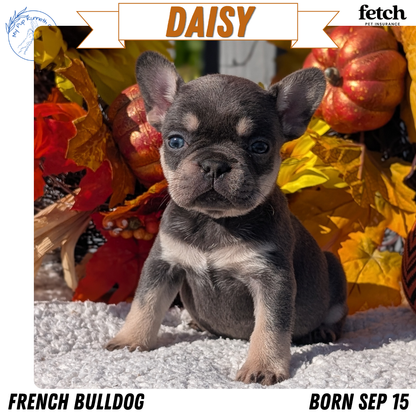 FRENCH BULLDOG (SEP 15) 3 MALES/3 FEMALES