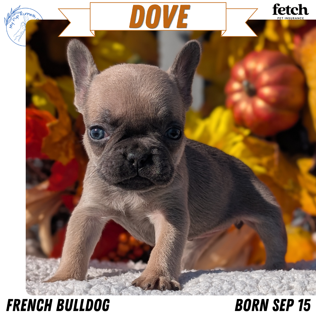 FRENCH BULLDOG (SEP 15) 3 MALES/3 FEMALES