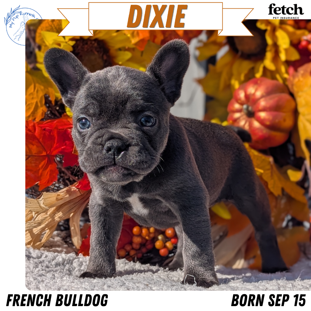 FRENCH BULLDOG (SEP 15) 3 MALES/3 FEMALES