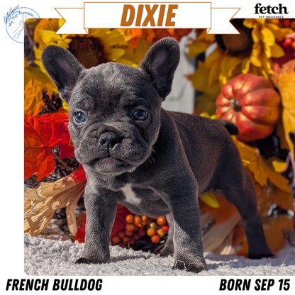 FRENCH BULLDOG (SEP 15) 3 MALES/3 FEMALES