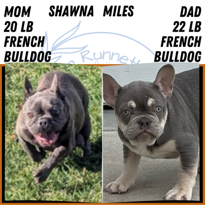 FRENCH BULLDOG (SEP 15) 3 MALES/3 FEMALES