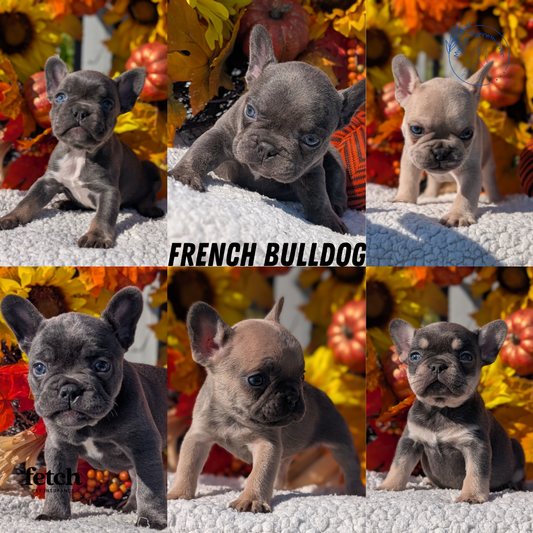 FRENCH BULLDOG (SEP 15) 3 MALES/3 FEMALES