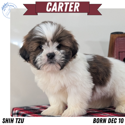 SHIH TZU (DEC 10) MALES