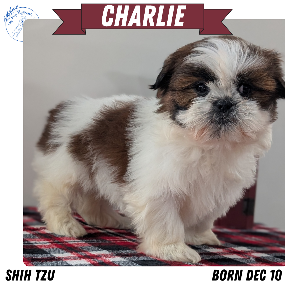 SHIH TZU (DEC 10) MALES