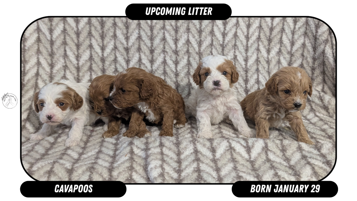 CavaPoos Born January 29 – My Pup Runneth Over