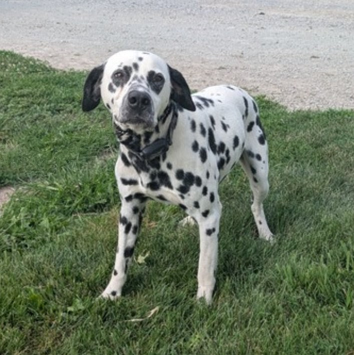 Chase Dottie Ace