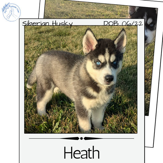 SIBERIAN HUSKY (06/22) MALE
