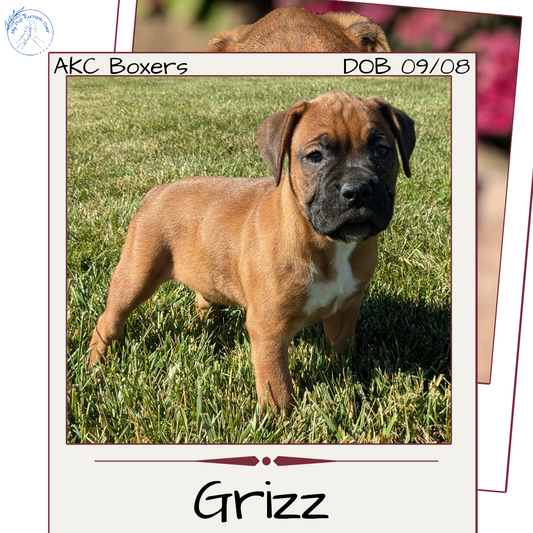 BOXER (09/08) MALE