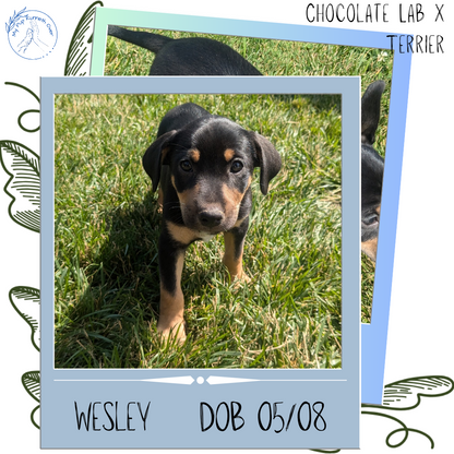 CHOCOLATE LAB X TERRIER (05/08) MALE