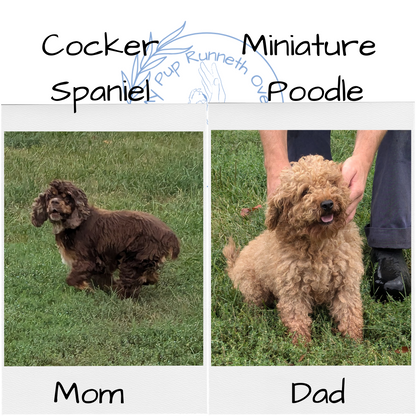 COCKAPOO (08/03) MALE