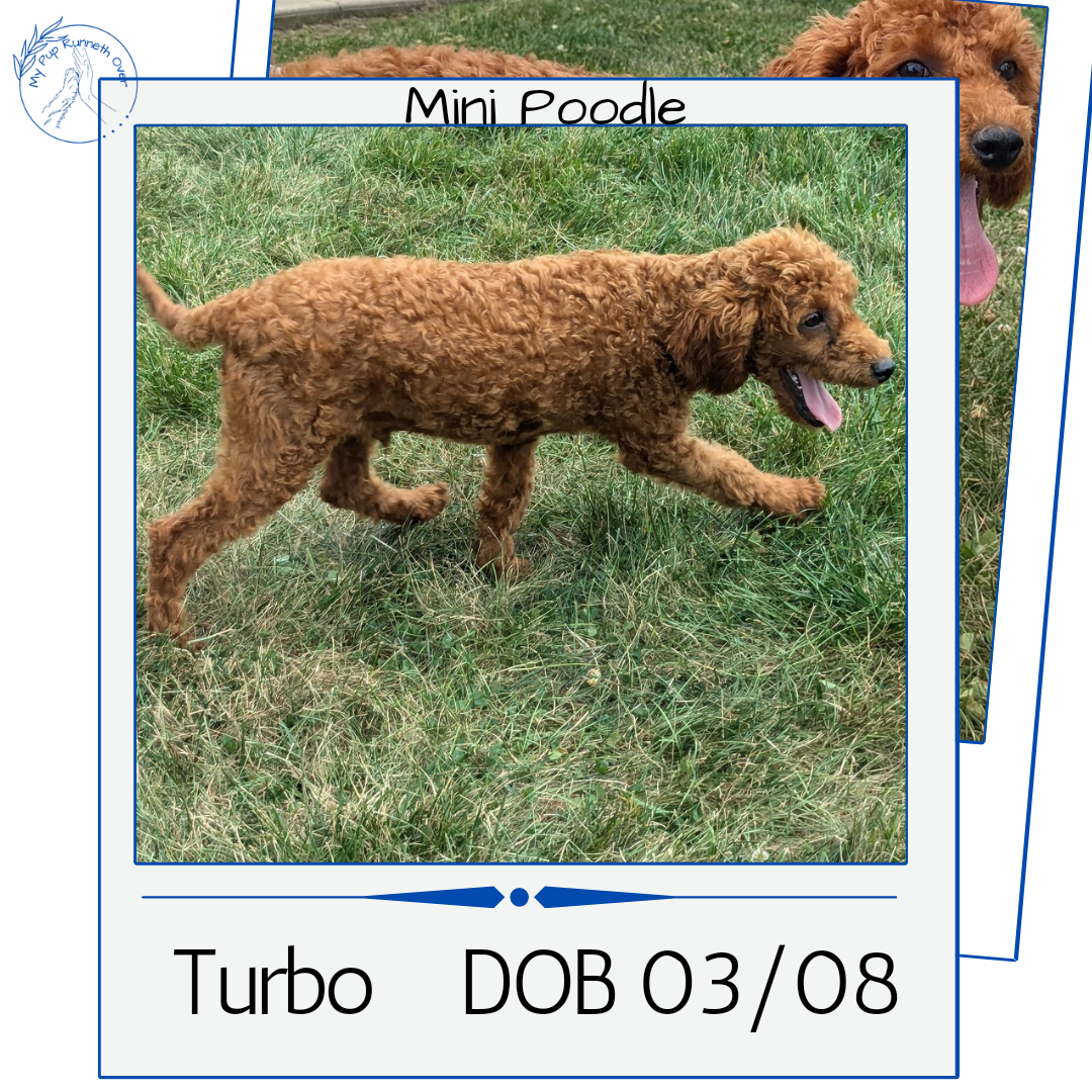 MINI POODLE (03/08) MALE