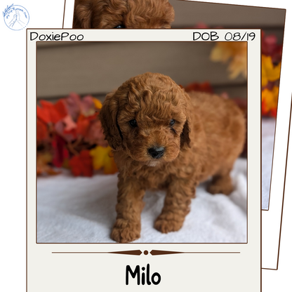 DOXIEPOO (08/19) MALE