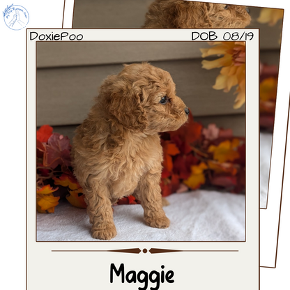 DOXIEPOO (08/19) FEMALE
