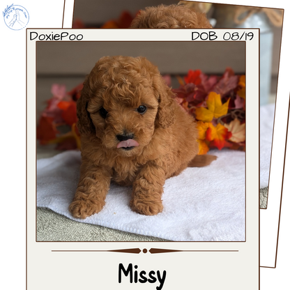 DOXIEPOO (08/19) FEMALE