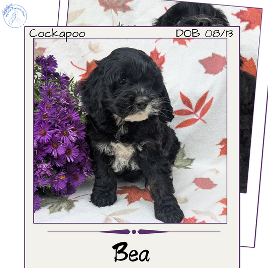 COCKAPOO (08/03) FEMALE