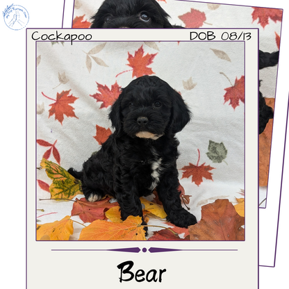 COCKAPOO (08/03) MALE