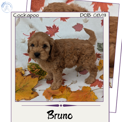 COCKAPOO (08/03) MALE