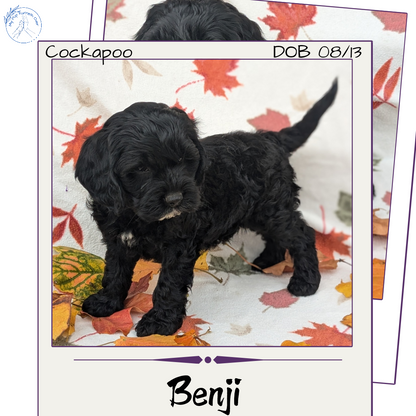 COCKAPOO (08/03) MALE
