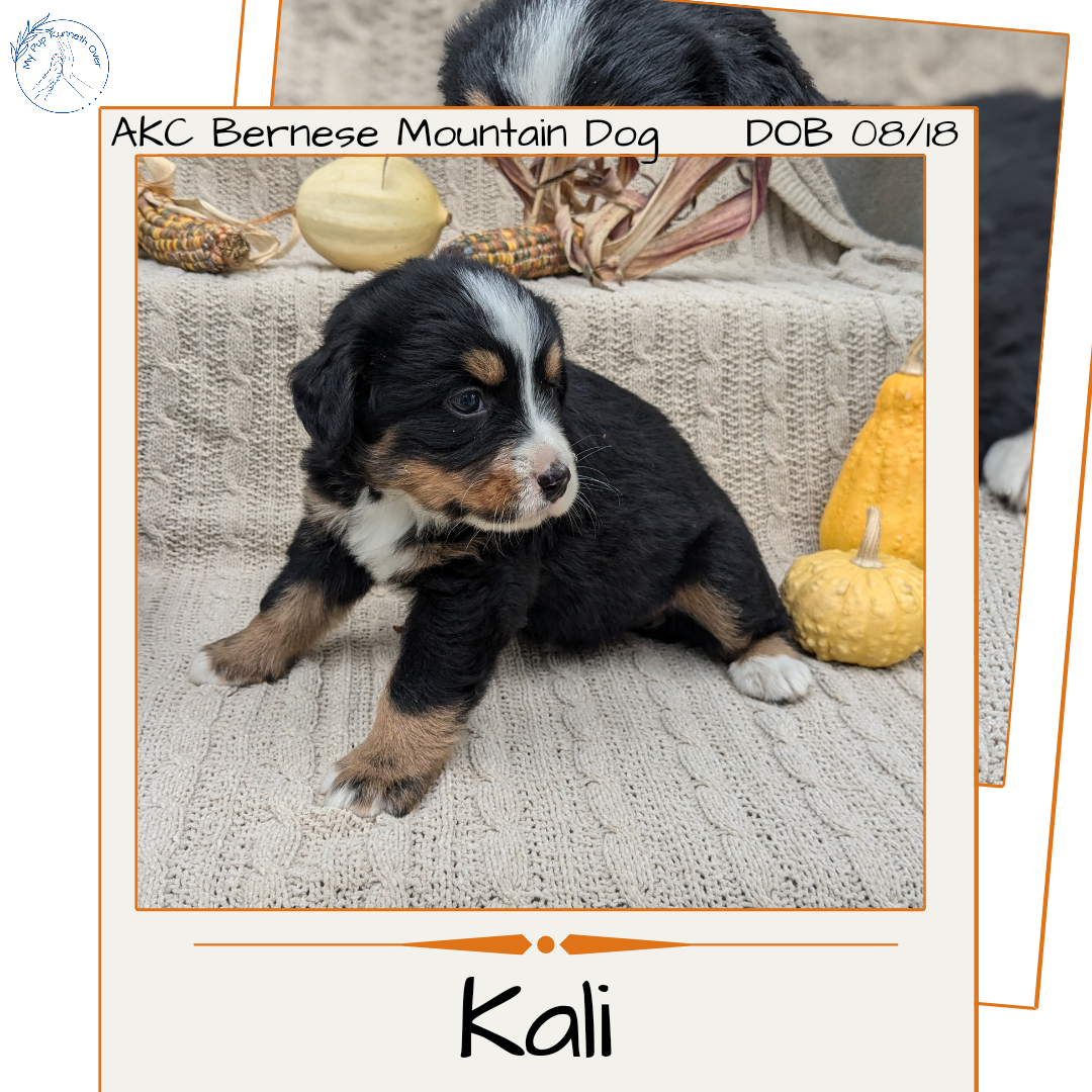 BERNESE MOUNTAIN DOG (08/18) FEMALE