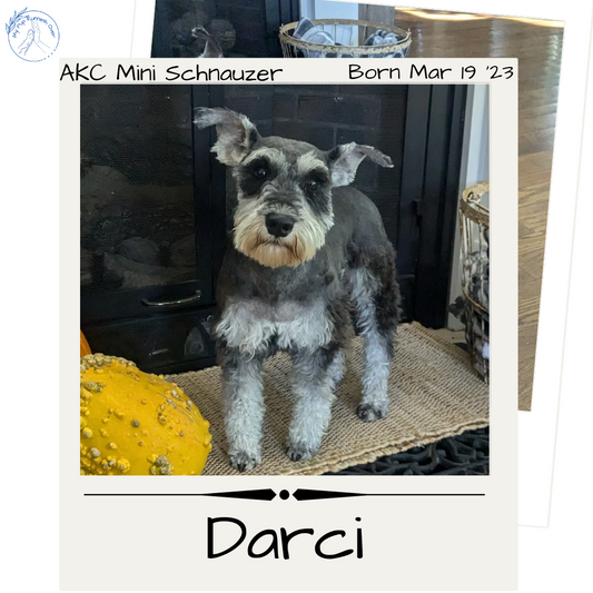 MINI SCHNAUZER (03/19/23) FEMALE