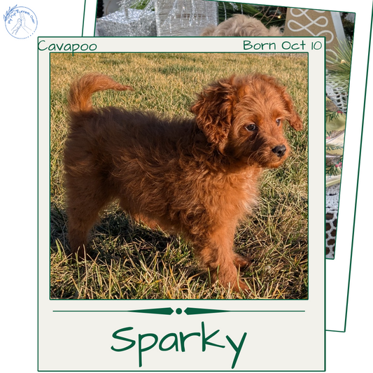 CAVAPOO (10/10) MALE