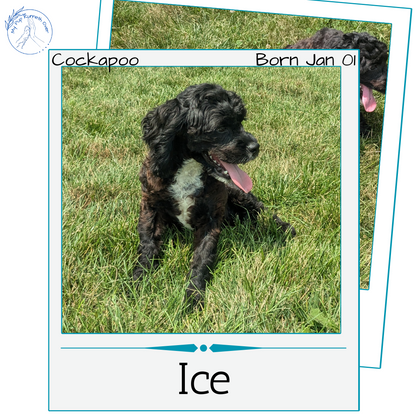 COCKAPOO (01/01) MALE