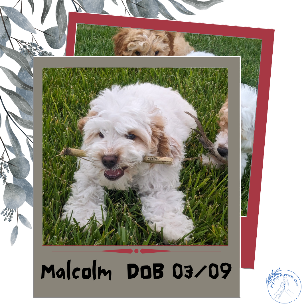 Cockapoo Pup Runt COCKAPOO (03/09) MALE – My Pup Runneth Over