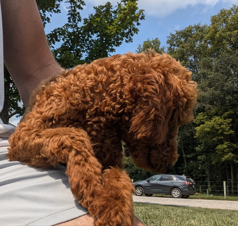 MINI POODLE (03/08) MALE