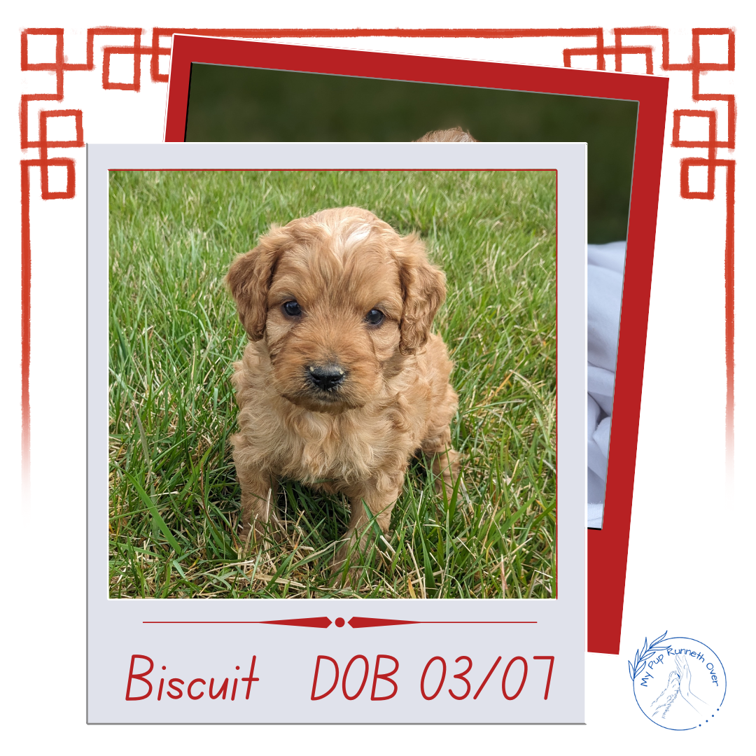 CAVAPOO (03/07) MALE