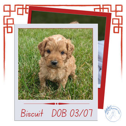 CAVAPOO (03/07) MALE