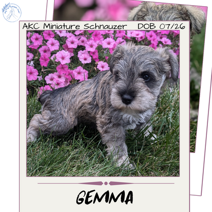 MINI SCHNAUZER (07/26) FEMALE