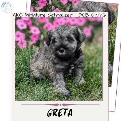 MINI SCHNAUZER (07/26) FEMALE