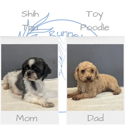 SHIH-POO (06/28) MALE