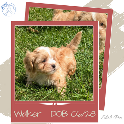 SHIH-POO (06/28) MALE