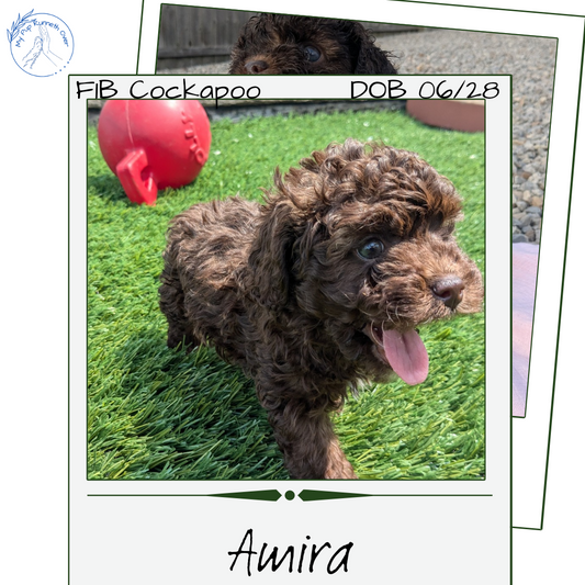 COCKAPOO (06/28) FEMALE