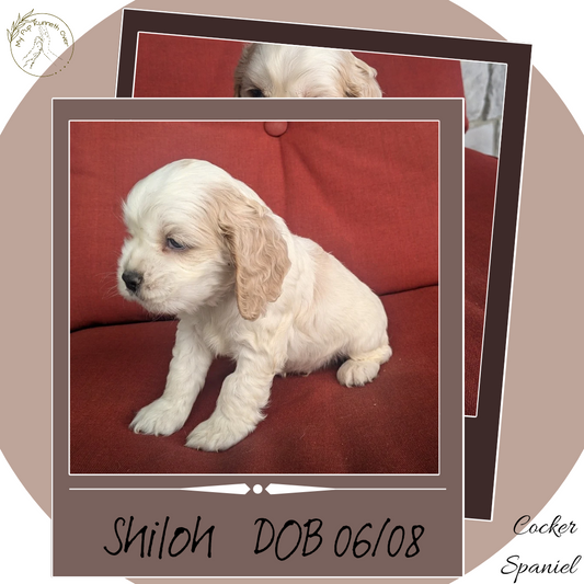 COCKER SPANIEL (06/08) MALE