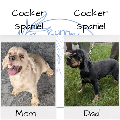 COCKER SPANIEL (06/15) FEMALE