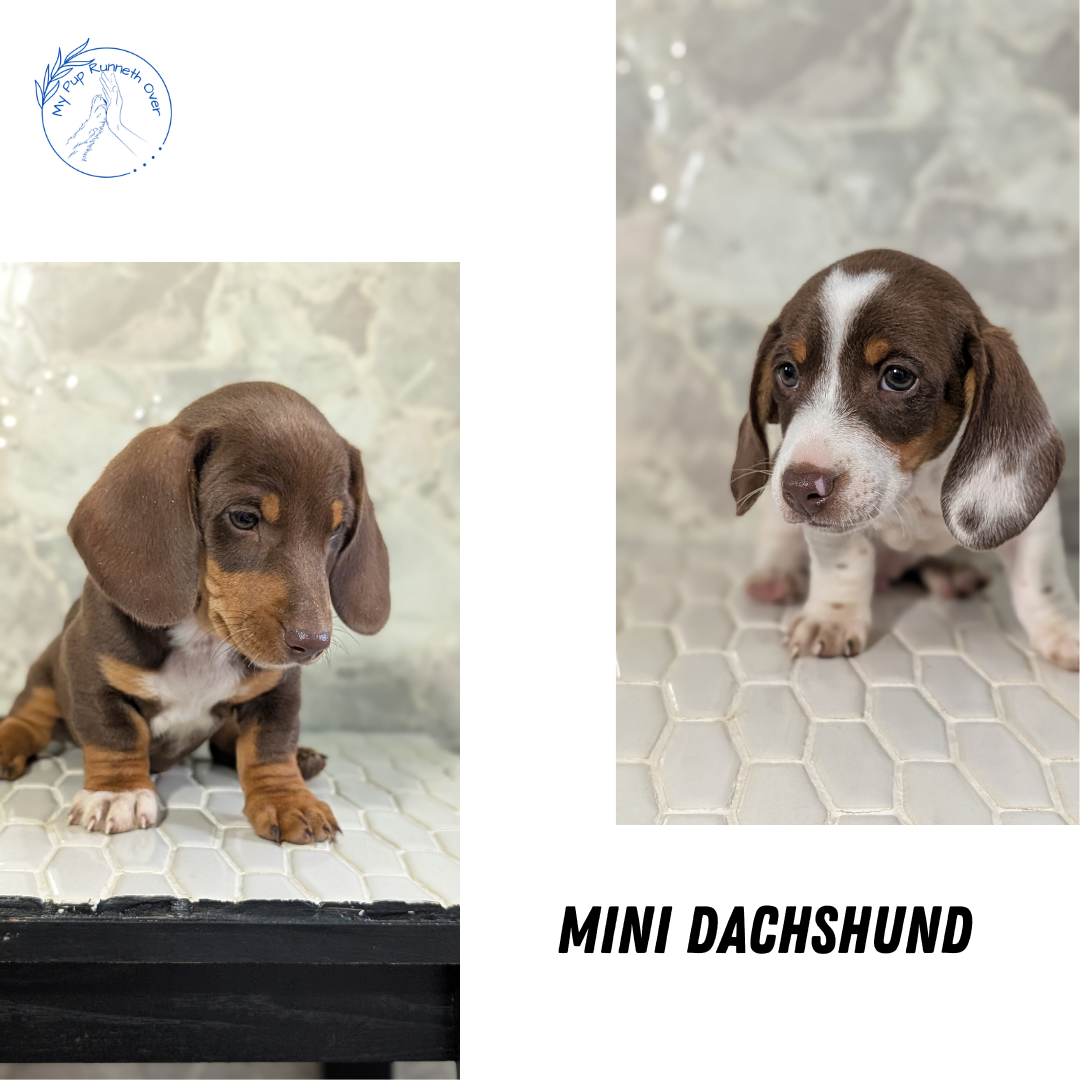 MINI DACHSHUND (MAR 23) MALES
